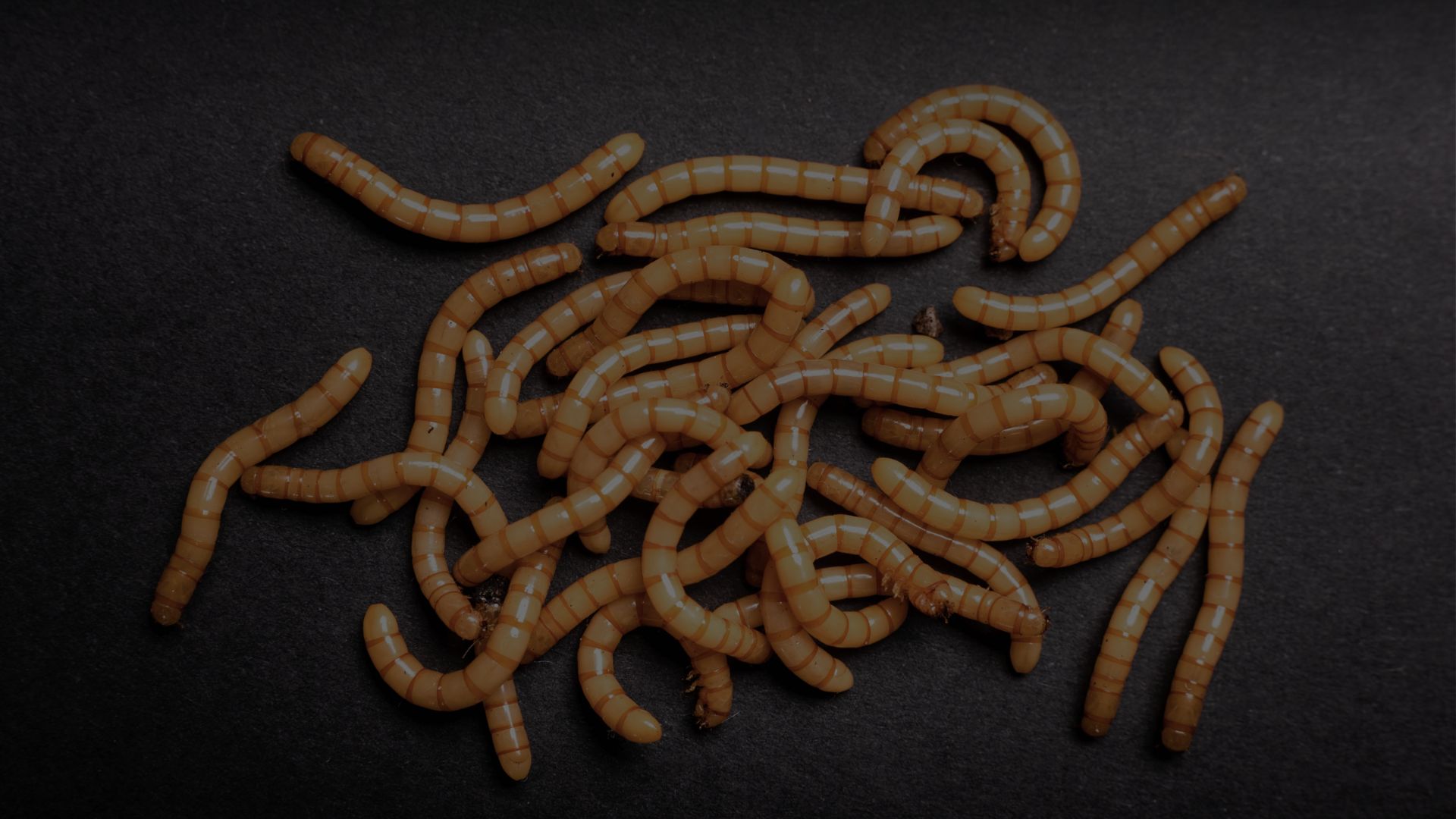 Insectius - Mealworms